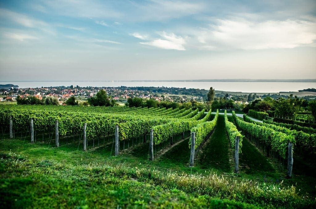 Balaton Wine Tour Petranyi Pince vineyard 1024x678 - Second homes... prin vecini