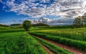 Across the field 300x188 - Across-the-field